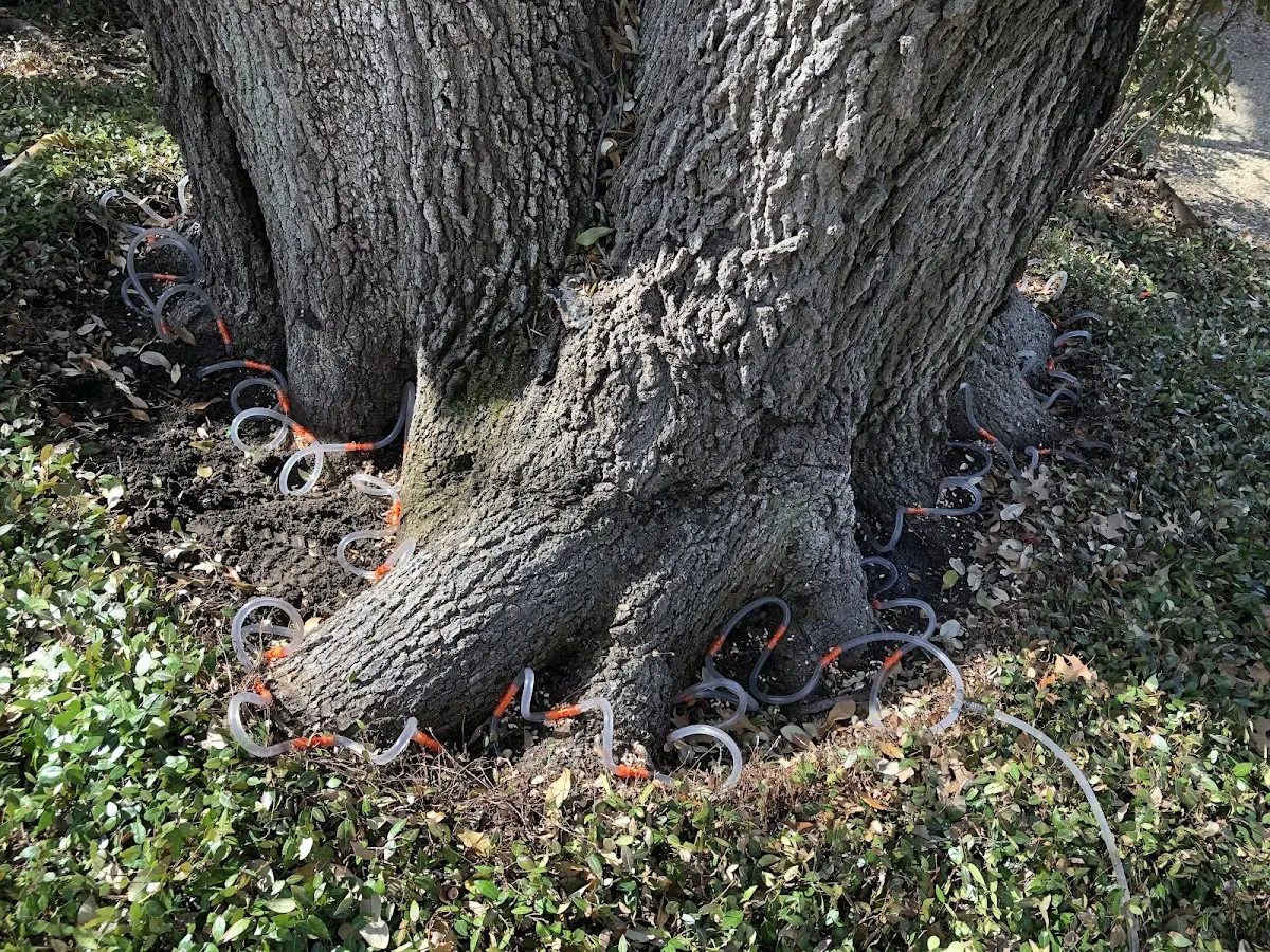 Detailed Tree Cabling and Bracing job site in Olsburg