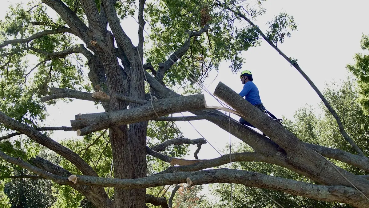 Professional Hazardous Tree Removal performed by certified arborists in Olsburg