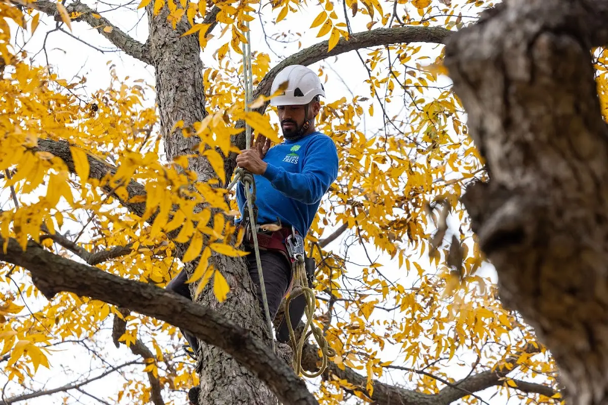 Skilled Tree Pruning crew working in Olsburg